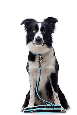 Gotoo - Collier Mesh Turquoise pour Chien