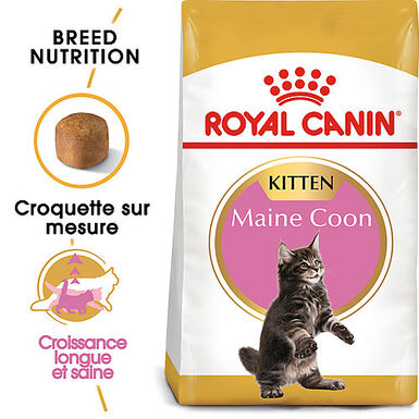 Royal Canin - Croquettes Maine Coon Kitten pour Chatons - 10Kg