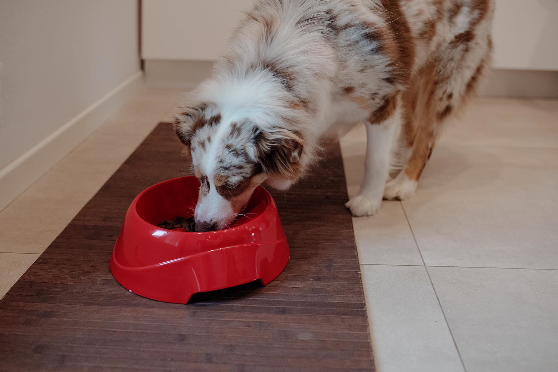 Ferplast - Ecuelle Anti-glouton Magnus Slow Rouge - L Image num&eacute;ro 6