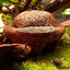 Eublepharis - Cachette Bilbo pour Reptiles - 20cm Indicateur image numéro 7