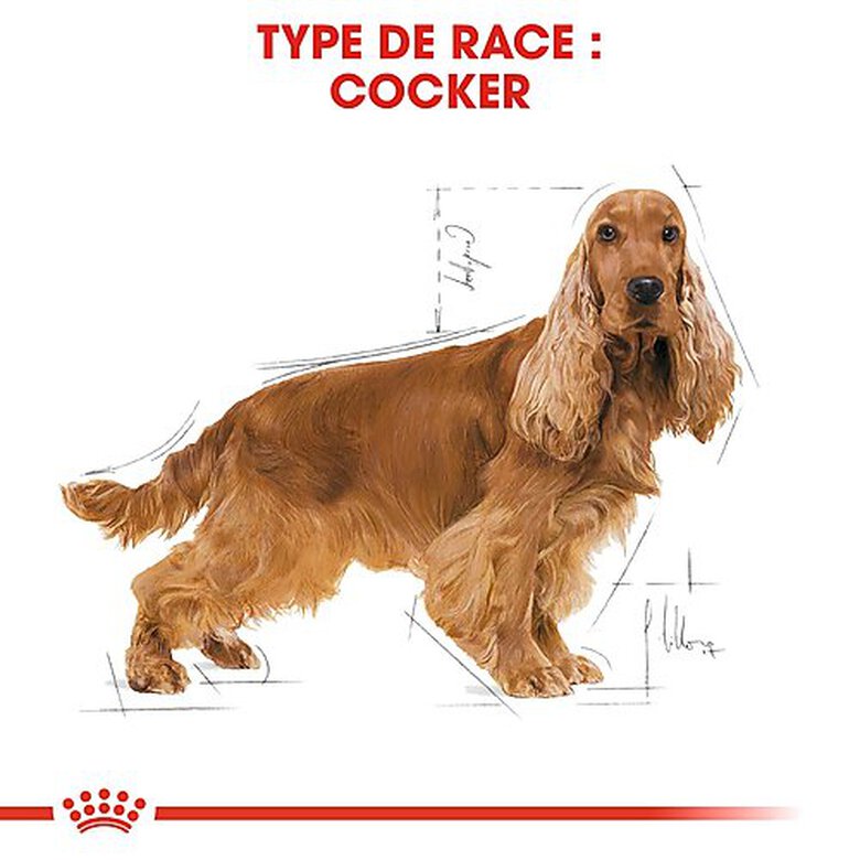 Royal Canin - Croquettes Cocker pour Chien Adulte - 3Kg image number null