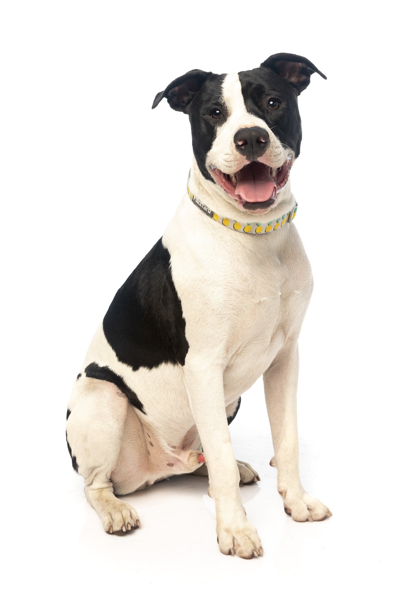 Fuzzyard - Collier Pi&ntilde;a Colada pour Chien - L Image num&eacute;ro 6