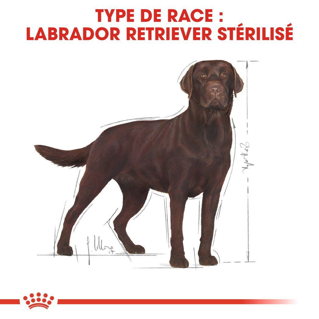 Royal Canin - Croquettes Labrador pour Chien St&eacute;rilis&eacute; - 12Kg Image num&eacute;ro 3