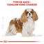 Royal Canin - Croquettes Cavalier King Charles pour Chien Adulte - 7,5Kg Indicateur image numéro 3