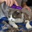KONG - Brosse ZoomGroom pour Chats Indicateur image numéro 4