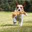 KONG - Jouet Scrunch Knots Squirrel pour Chiens Indicateur image numéro 4