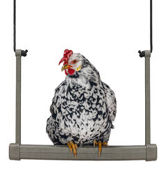 Fauna Birds - Balan&ccedil;oire pour Volailles - 30x5x45cm