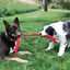 KONG - Jouet Boudin Signature Double pour Chiens - M Indicateur image numéro 3