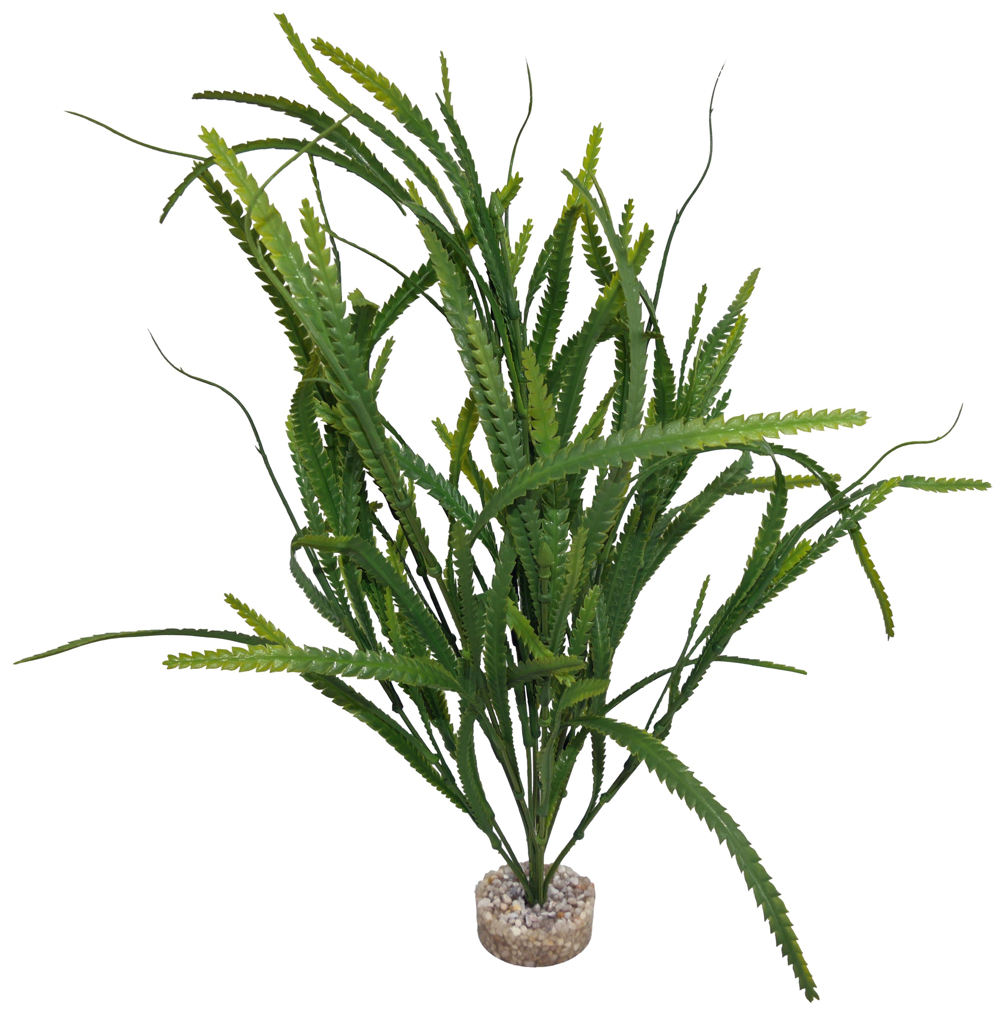 Labeo - D&eacute;coration Aponogeton Gm pour Terrarium et Aquarium Image num&eacute;ro 1