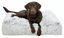 Trixie - Coussin Harvey Blanc pour Chien - T100 Indicateur image num&eacute;ro 2