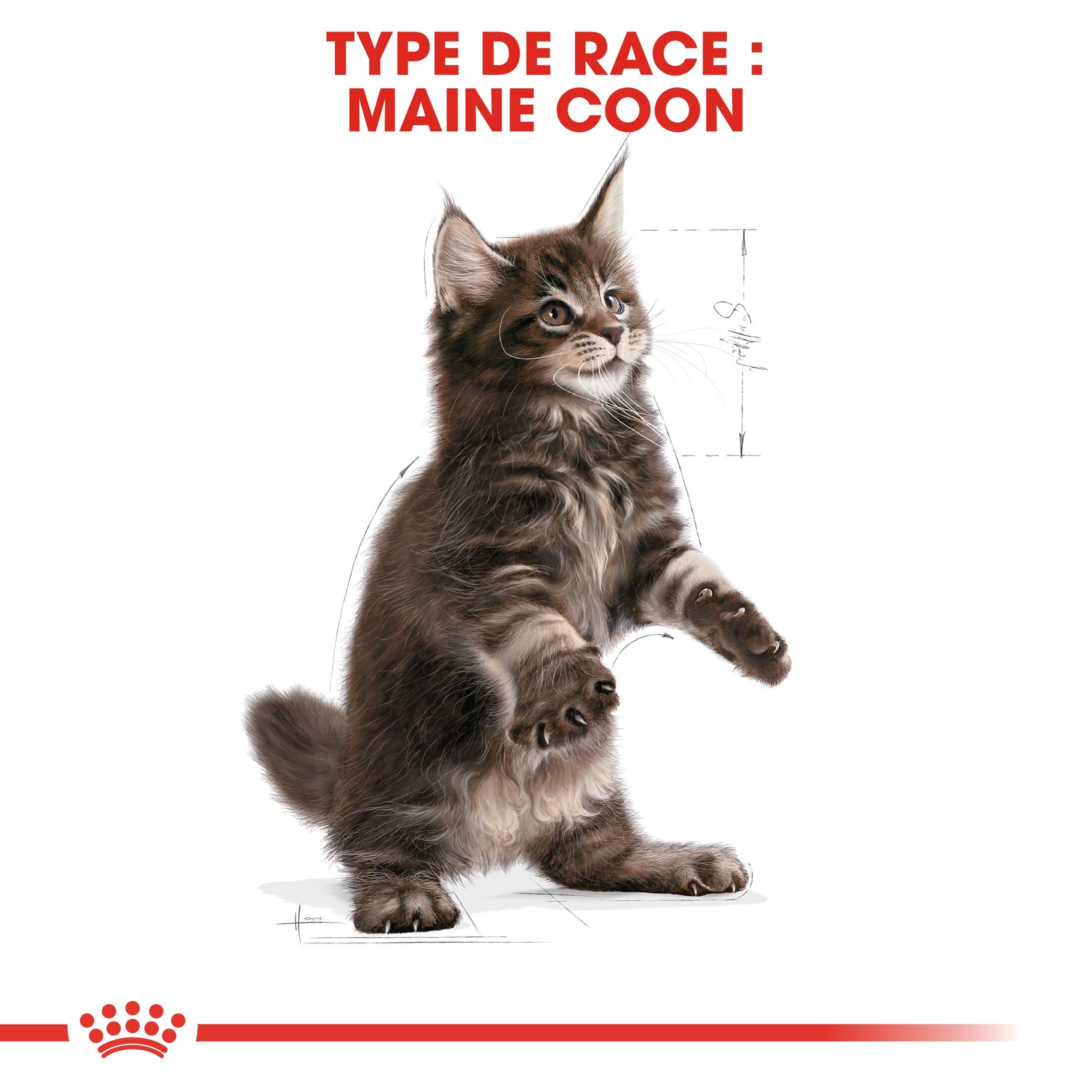 Royal Canin - Croquettes Maine Coon pour Chaton - 4Kg Image num&eacute;ro 6