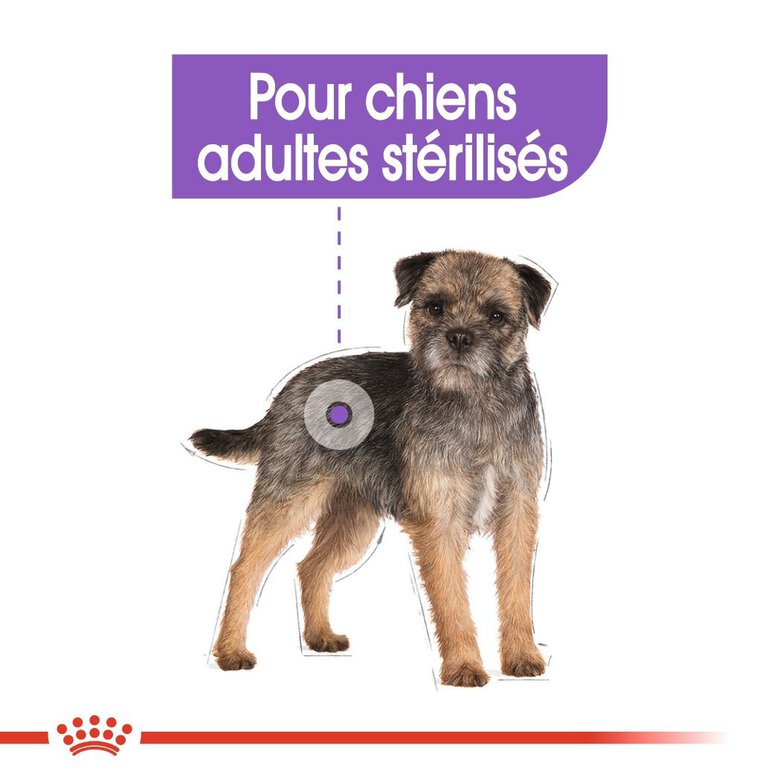 Royal Canin - Croquettes Mini Sterilised pour Chien Stérilisé - 8Kg Image numéro 3 Royal Canin - Croquettes Mini Sterilised pour Chien Stérilisé - 8Kg Image numéro 3