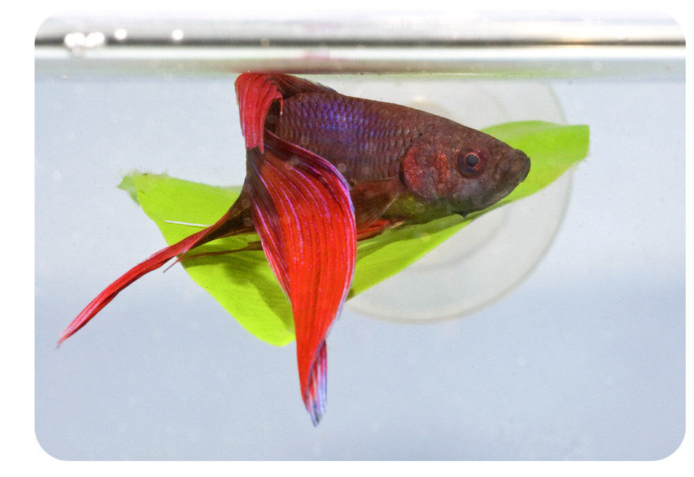 Zoomed - Feuille artifcielle avec ventouse pour Betta Image num&eacute;ro 2