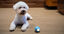 Cheerble - Balle Pelote Interactive Cheerble SE pour Chats Indicateur image numéro 6