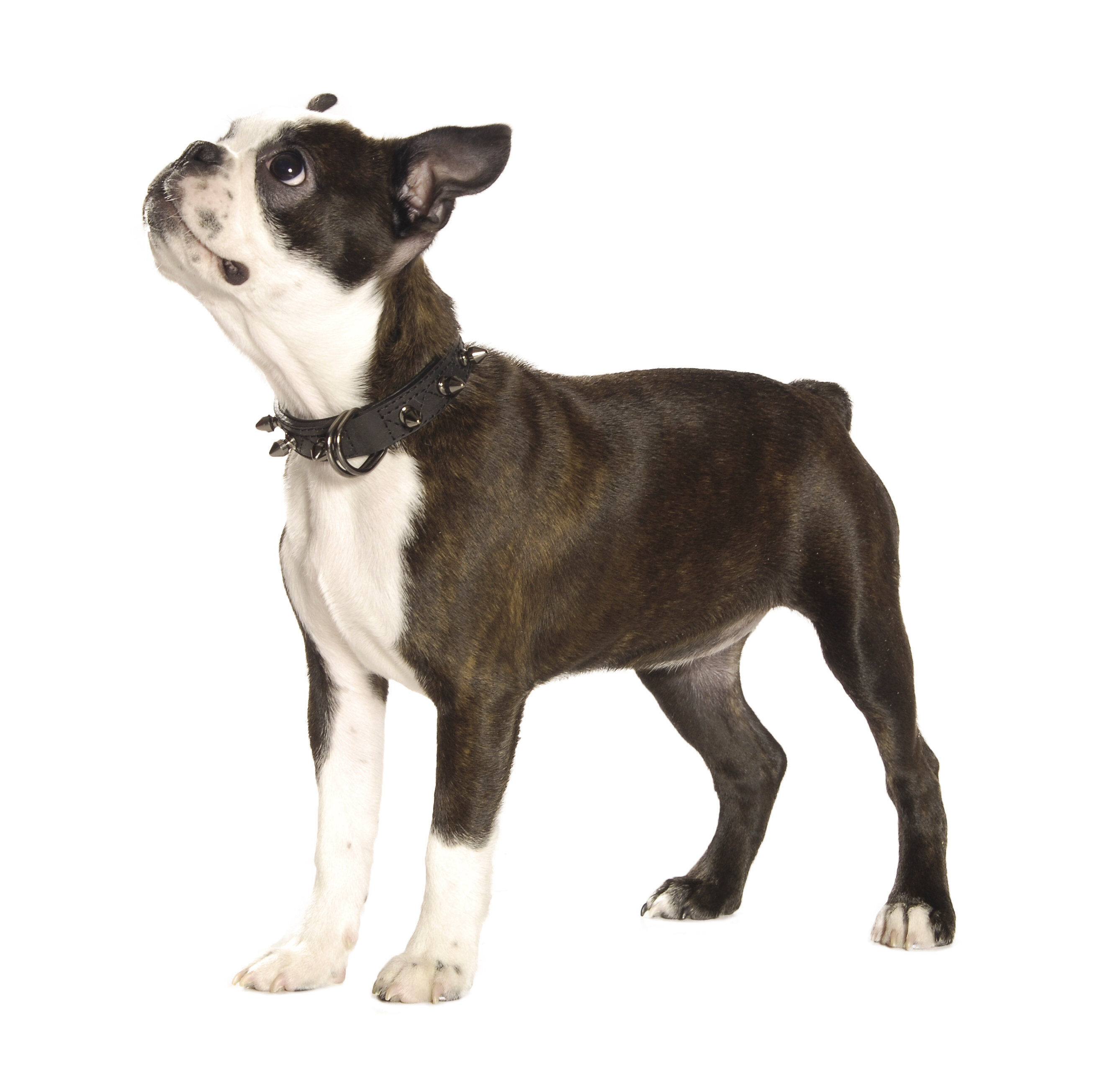 Bobby - Collier Hercule Noir pour Chiens - 45cm Image num&eacute;ro 2