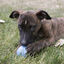 Kong - Jouet Balle Puppy Ball pour Chiot - M/L Indicateur image numéro 2
