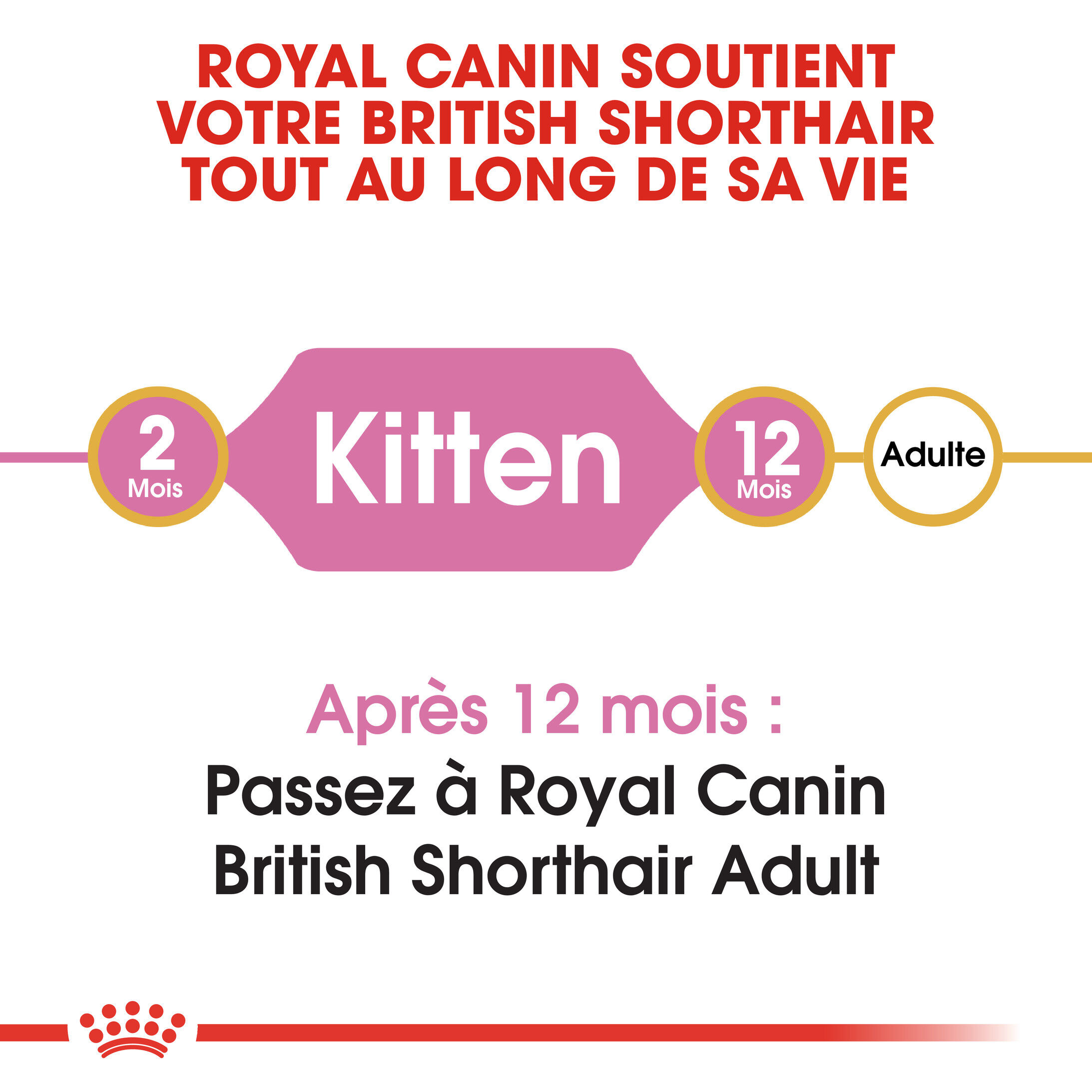 Royal Canin - Croquettes British Shorthair Kitten pour Chatons - 2Kg Image num&eacute;ro 2
