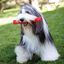 KONG - Jouet Balle Squeezz Ball pour Chiens - L Indicateur image numéro 4