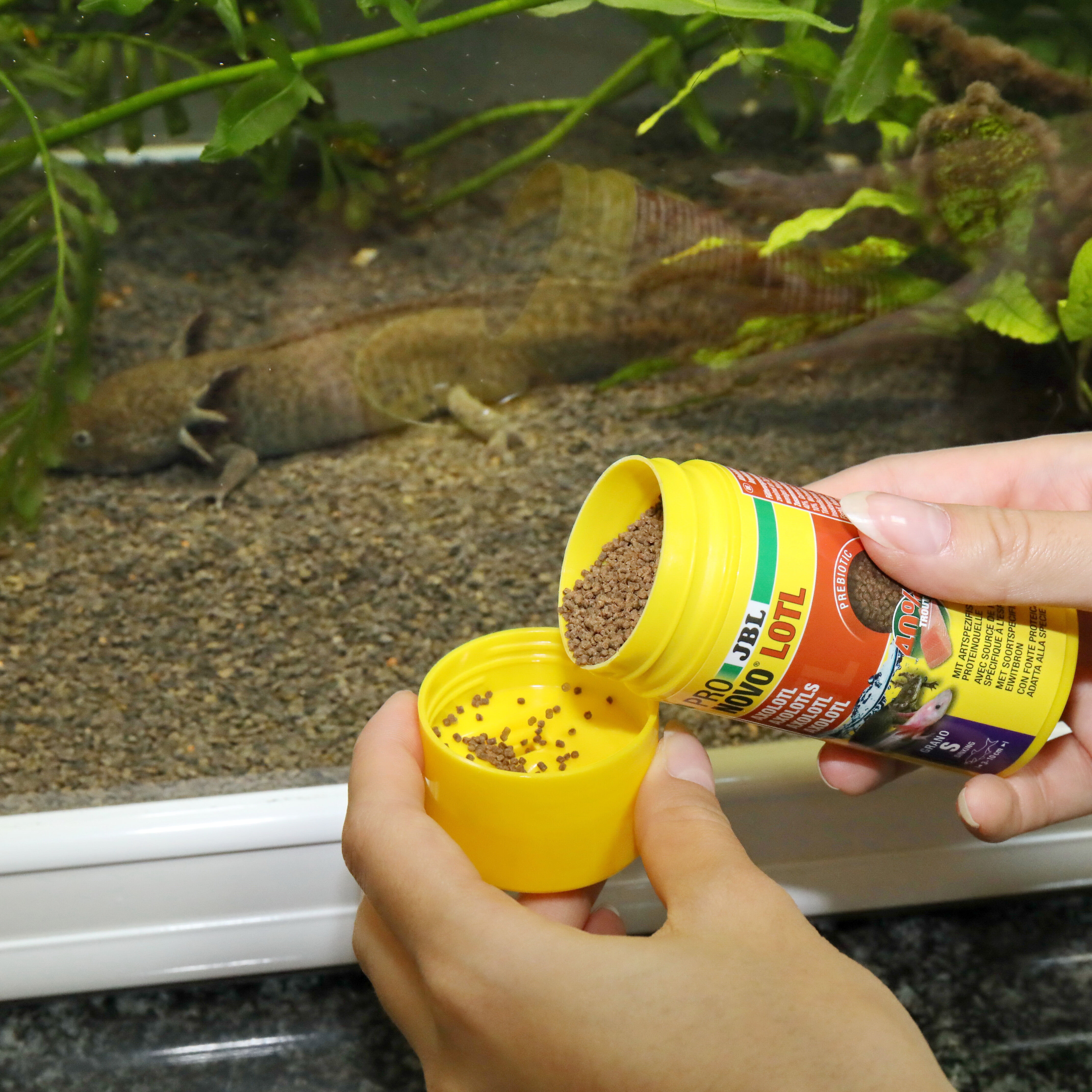 JBL - Aliment en Granul&eacute;s Pronovo LOTL GRANO S pour Poissons Tropicaux - 100ml Image num&eacute;ro 4