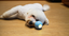 Cheerble - Balle Pelote Interactive Cheerble SE pour Chats Indicateur image numéro 8