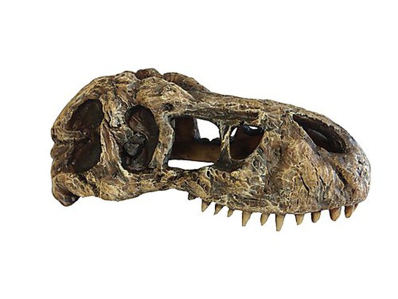 Exo Terra - Décoration Crâne T-Rex Skull Small pour Terrarium image number null