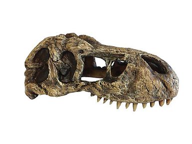 Exo Terra - Décoration Crâne T-Rex Skull Small pour Terrarium