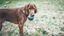 Tyrol -  Balle Rebondissante en Caoutchouc Naturel pour Chien - 10cm Indicateur image numéro 5