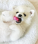 Nylabone - Jouet à Mâcher Puppy Dental Bone XS - Rose Indicateur image numéro 5