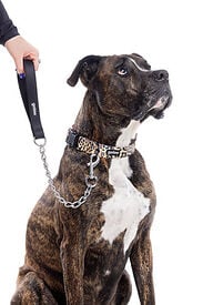 Gotoo - Laisse en Métal pour Chien