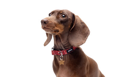 Gotoo - Collier en Paisley Rouge pour chien