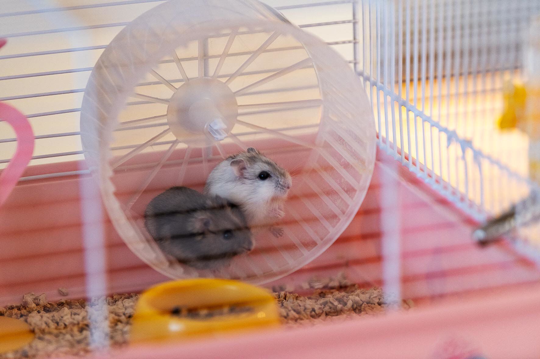 Ferplast - Cage Criceti 9 Princesse pour Hamsters Image num&eacute;ro 1