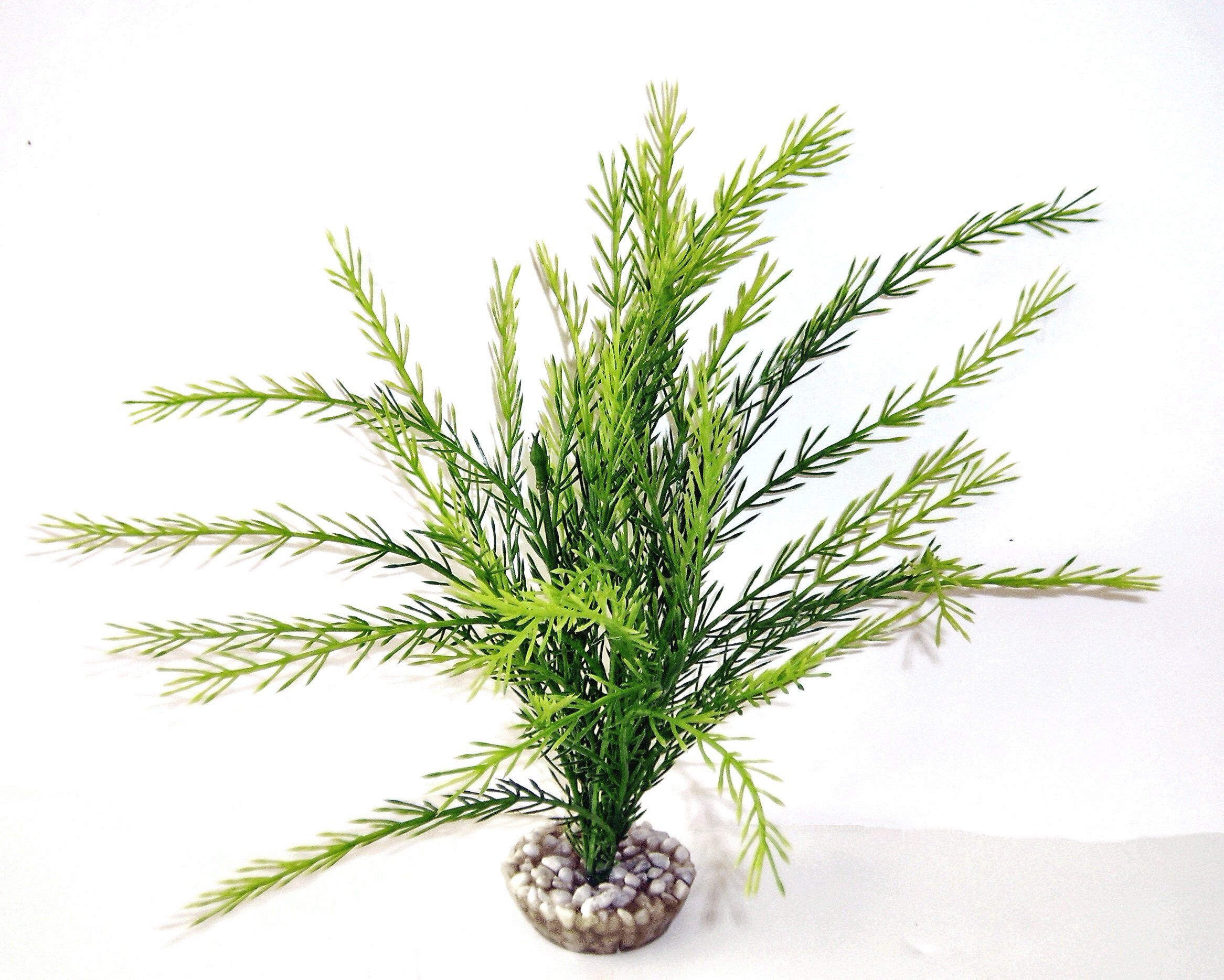 Labeo - Rotala - Plante Artificielle Aquarium Image num&eacute;ro 1