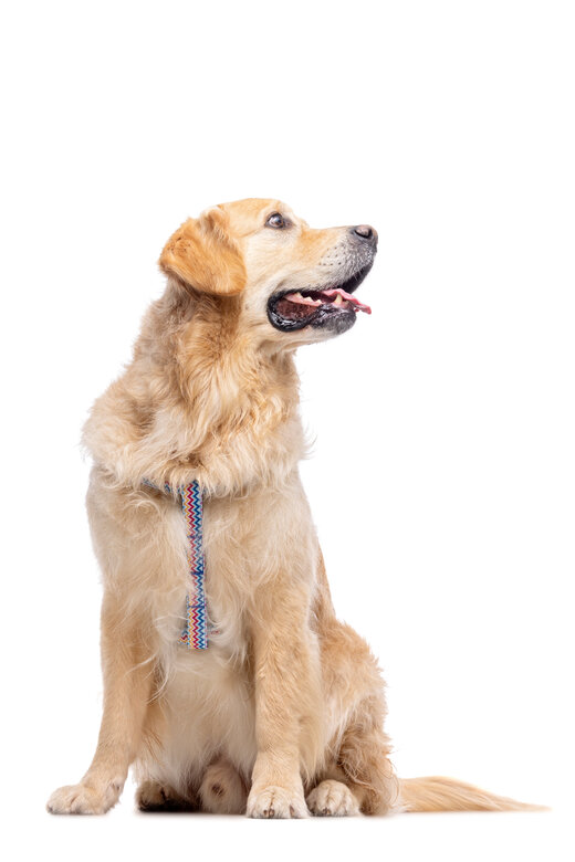 Gotoo - Laisse ZigZag pour chien - M Image numéro 4 Gotoo - Laisse ZigZag pour chien - M Image numéro 4