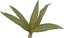 Labeo - Plante Verte Décorative pour Terrarium - GM Indicateur image numéro 3