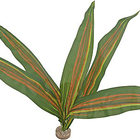 Labeo - Plante Verte Décorative pour Terrarium - GM image number null