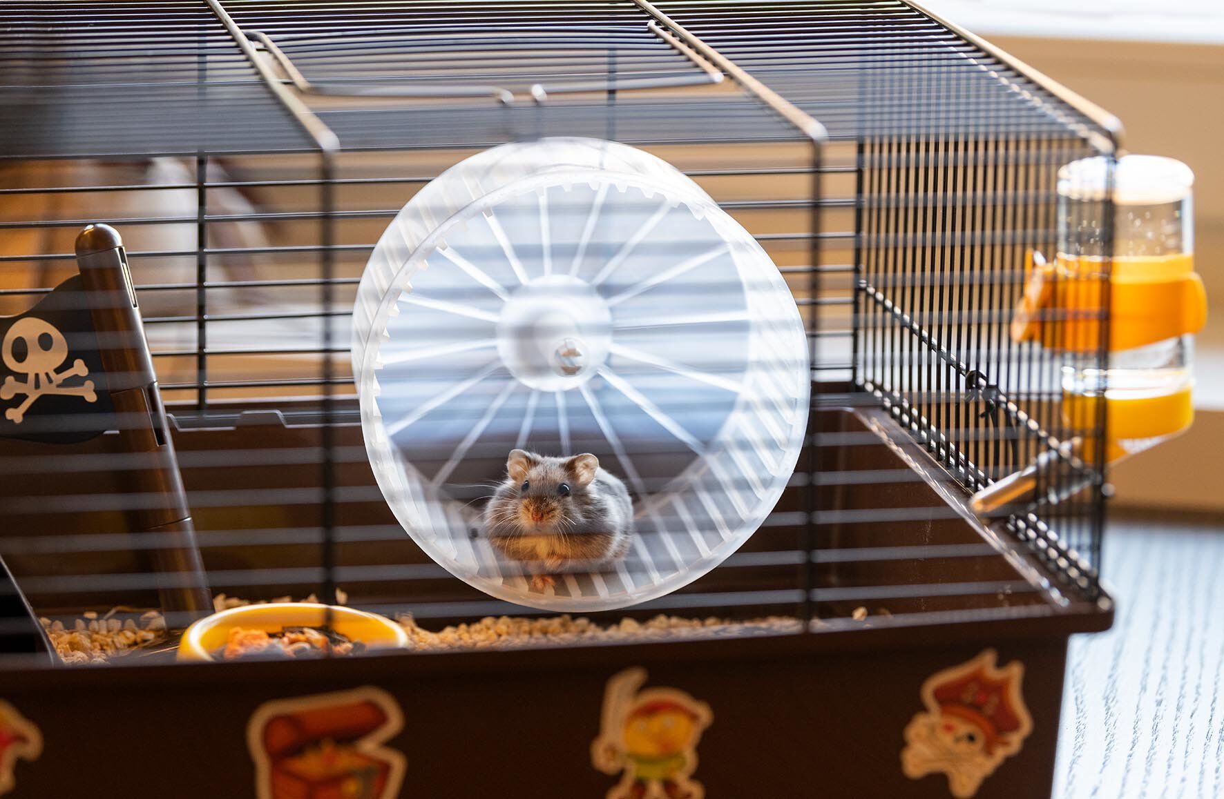 Ferplast - Cage Criceti 9 Pirates pour Hamsters Image num&eacute;ro 6