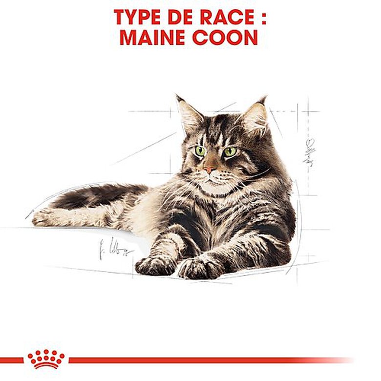Royal Canin - Croquettes Maine Coon pour Chat Adulte - 2Kg image number null