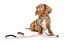 FuzzYard - Laisse Rose North Yeezy pour Chiot Indicateur image numéro 2