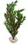 Labeo - Cycared coloré - Plante Artificielle Aquarium Indicateur image numéro 6