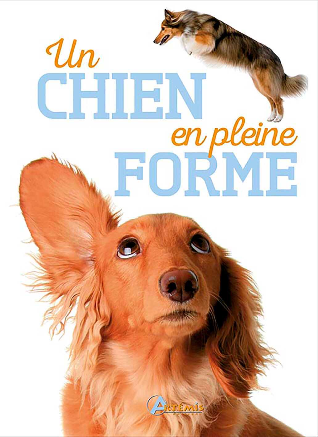 Art&eacute;mis - Un Chien en pleine forme Image num&eacute;ro 1