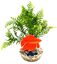 Labeo - Plante de Décoration Poisson d'eau Douce pour Aquarium Indicateur image numéro 1