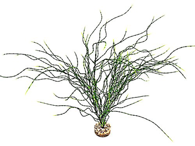 Labeo - Plante Décorative Psilotum MM pour Aquarium