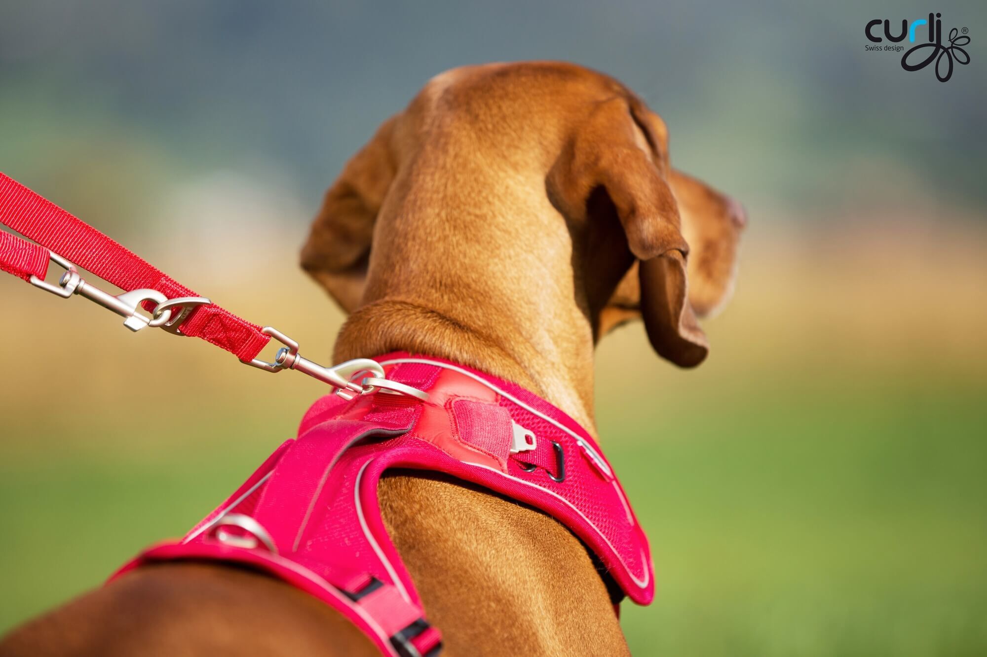 Curli - Harnais Belka Air-Mesh en Rouge pour Chien - S Image num&eacute;ro 3