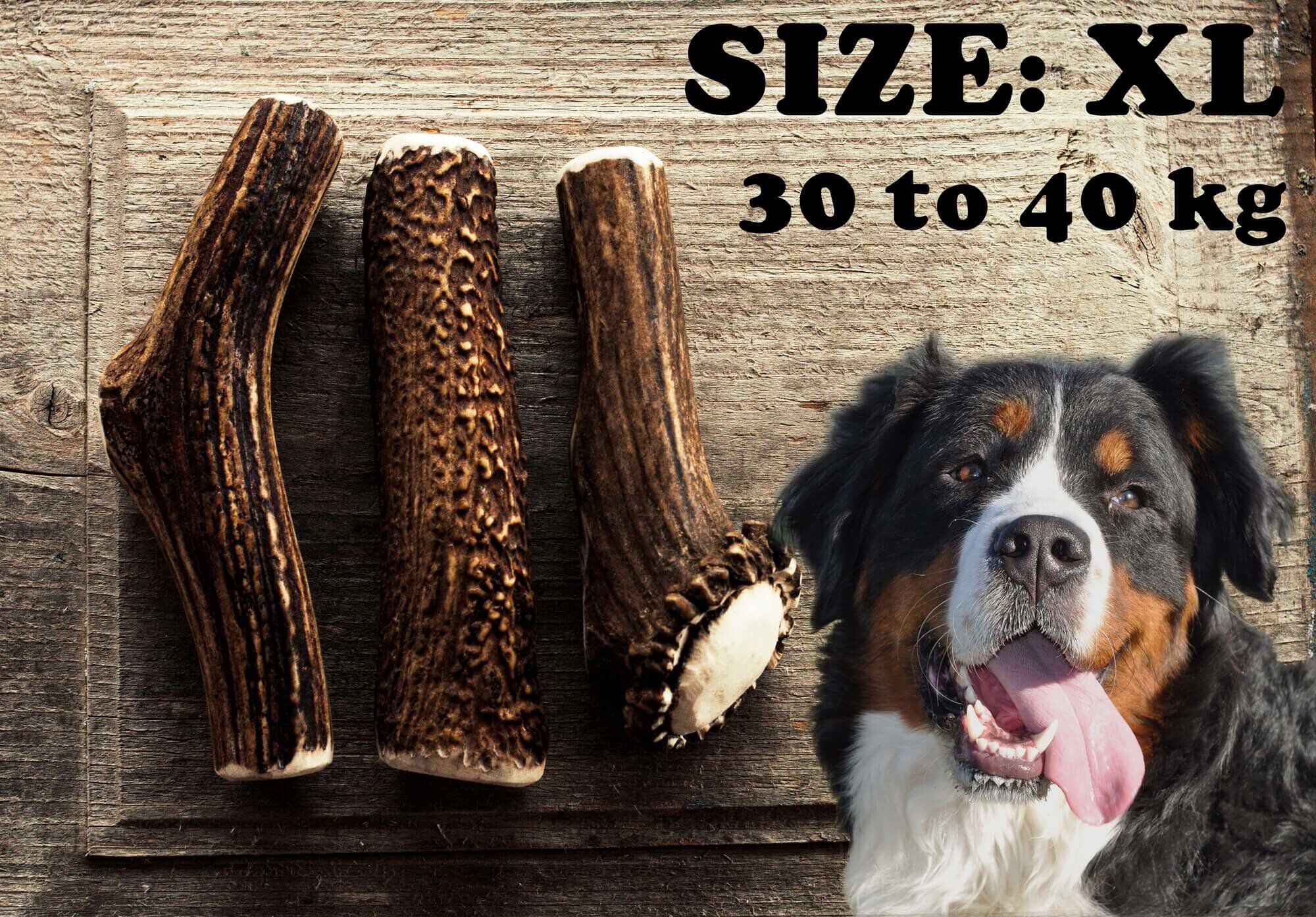 Nutrivia Nature Plus - Bois de Cerf Entier pour Chien - XL Image num&eacute;ro 2