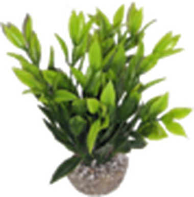 Labeo - Dracaena coloré - Plante Artificielle Aquarium