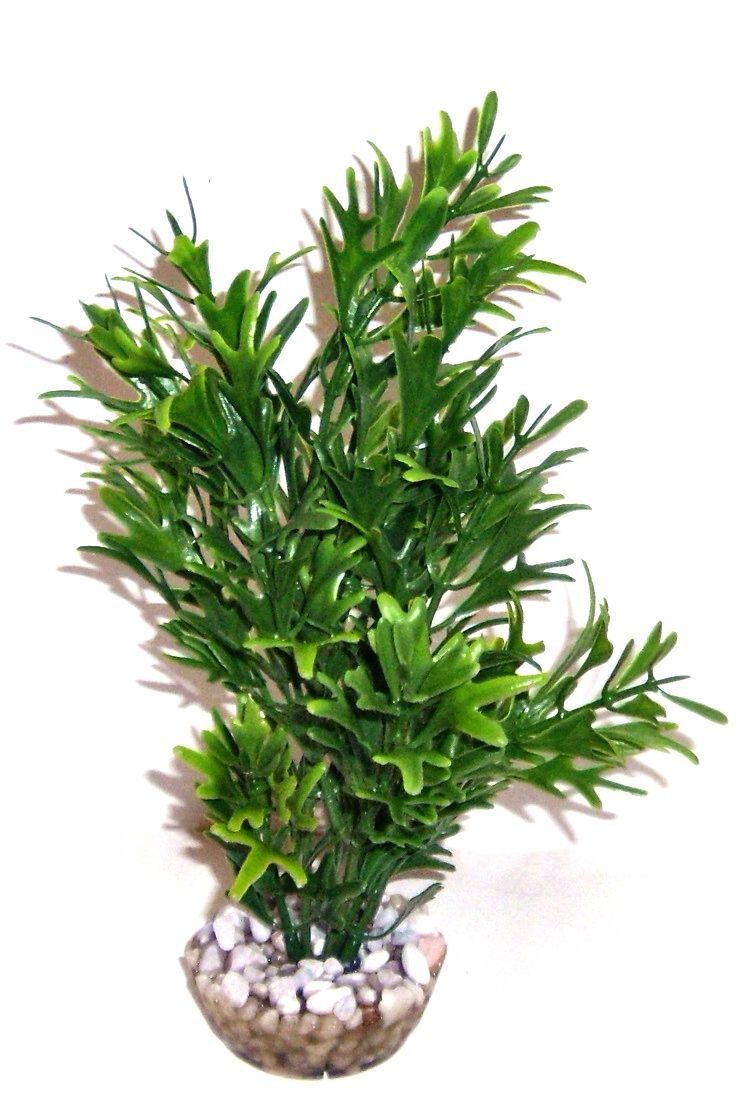 Labeo - Plante de D&eacute;coration Microsorium pour Aquarium Image num&eacute;ro 1