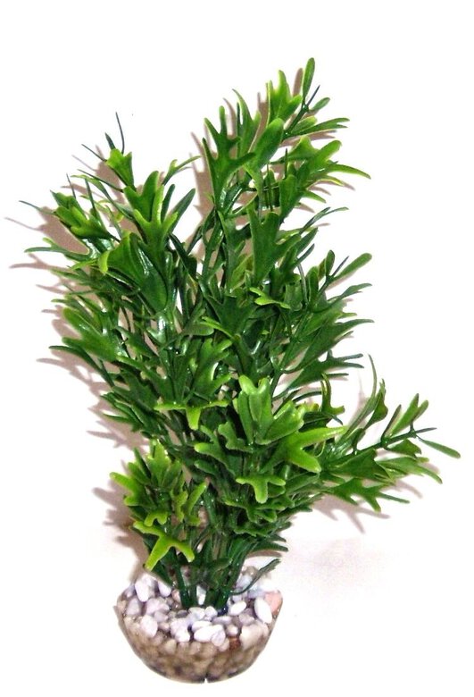 Labeo - Plante de Décoration Microsorium pour Aquarium Image numéro 1 Labeo - Plante de Décoration Microsorium pour Aquarium Image numéro 1