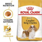 Royal Canin - Croquettes Cavalier King Charles pour Chien Adulte image number null