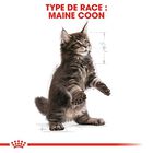 Royal Canin - Croquettes Maine Coon pour Chaton - 4Kg image number null