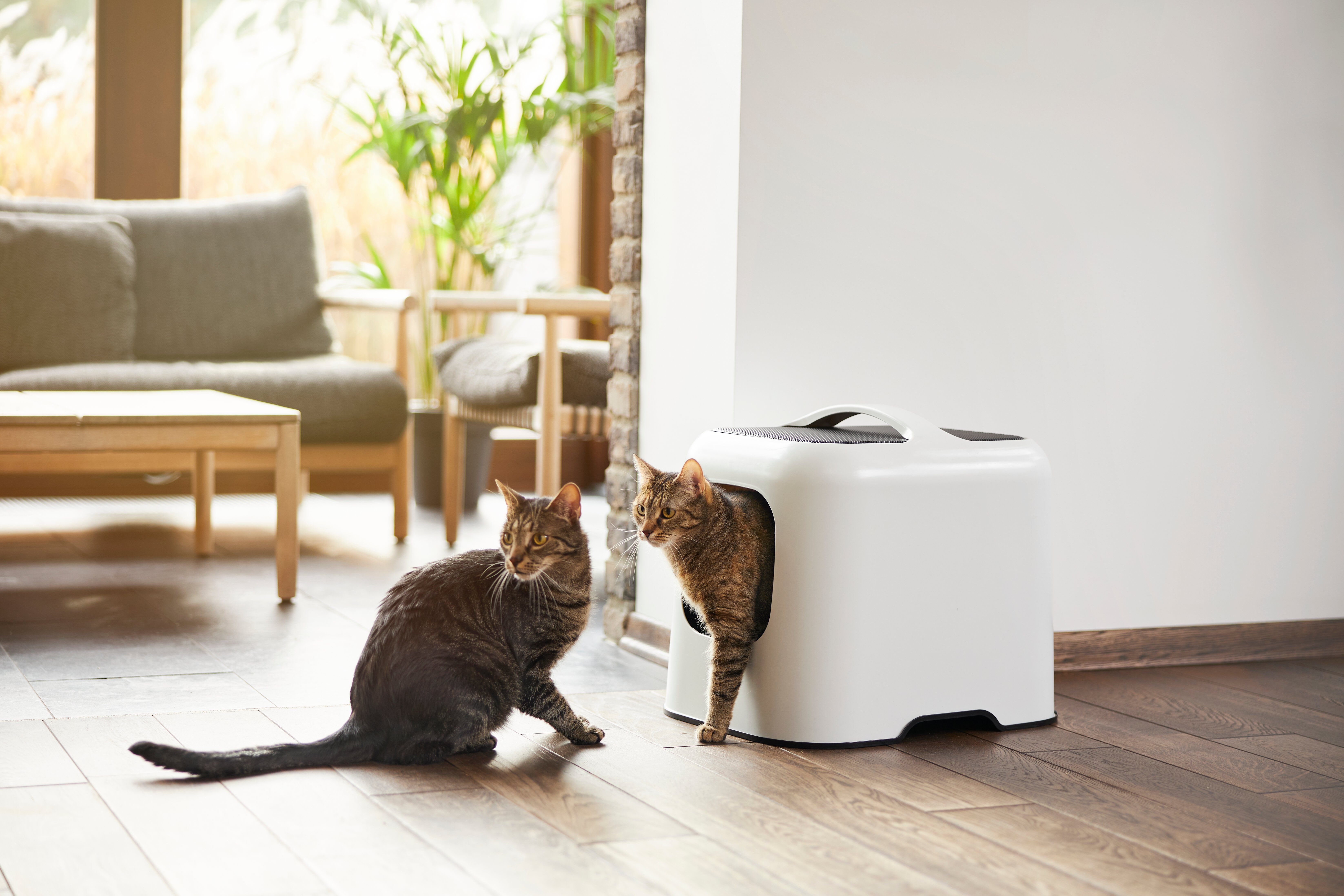 Rotho MyPet - Maison de Toilette Biala pour Chat - Blanc Image num&eacute;ro 7